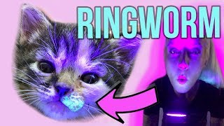 Complete Pet Vaccination Guide: Core vs. Non-Core Shots