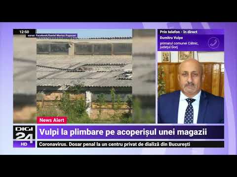 Coincidență amuzantă în Gorj. Vulpile au invadat o localitate condusă de un primar pe nume Vulpe