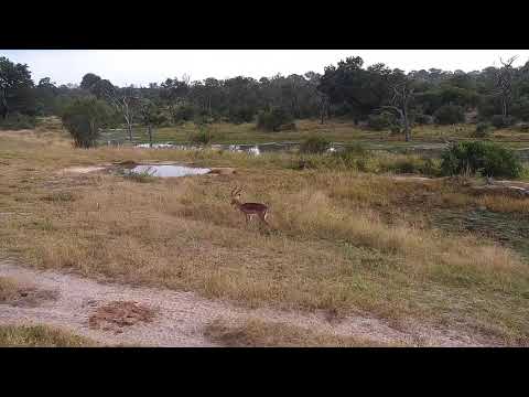 Djuma: Impala ram - 06:44 - 04/23/21