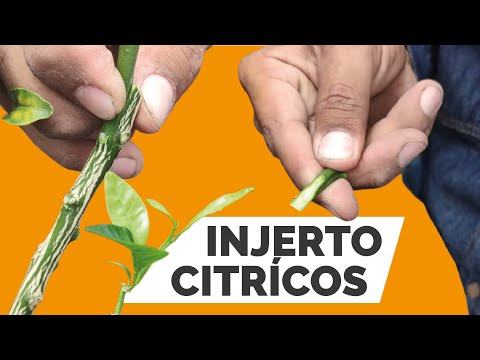 How to graft citrus trees? 2 ways to do it - 2022