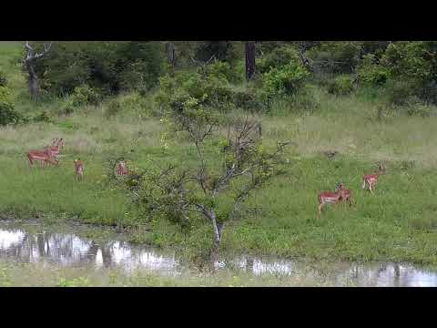 Djuma: Impalas grazing - 10:50 - 01/04/21