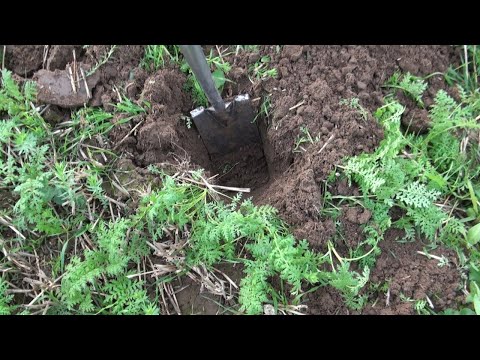 177. Feldexkursion: Bodenbearbeitung zur ZF mal anderes - NU Agrar, 28.10.2020