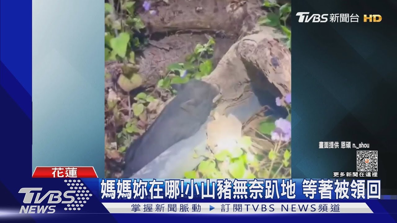 聽見你的呼喚！山豬遭擾爆氣　猛撞機車