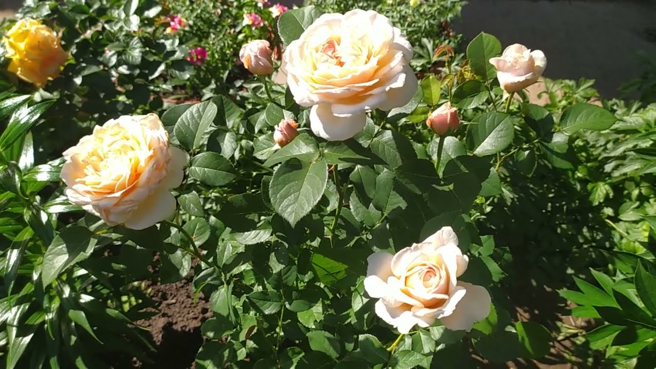 Английская роза Инглиш Гарден (English Garden) с нежно-абрикосовой расцветкой.