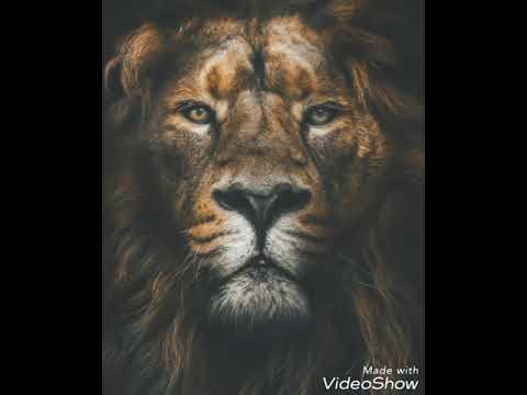 Kid Kroy - Lion - MSK Studio
