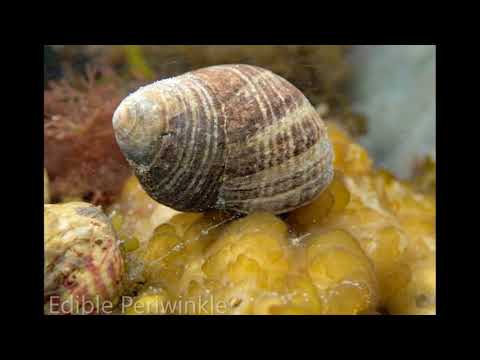 Snorkel Safari at Groomsport, August 2018