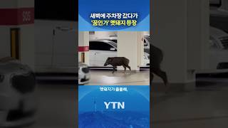 마포 아파트에 멧돼지가 #shorts / YTN