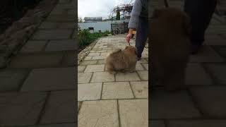 BLACK KINDOM GARDENIA CHANEL (red female, 70 days)