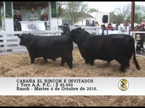 04-10-16 Venta de Toros - Cabaña El Rincòn e Invitados - Rauch.