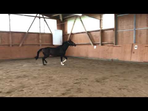 zu verkaufen: Dressurpferd von Fiderdance