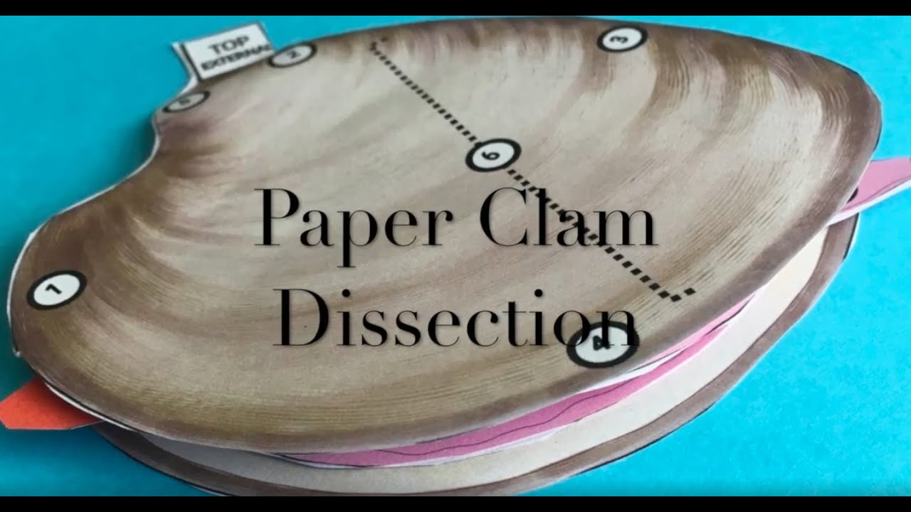 Paper Clam Dissection Tutorial