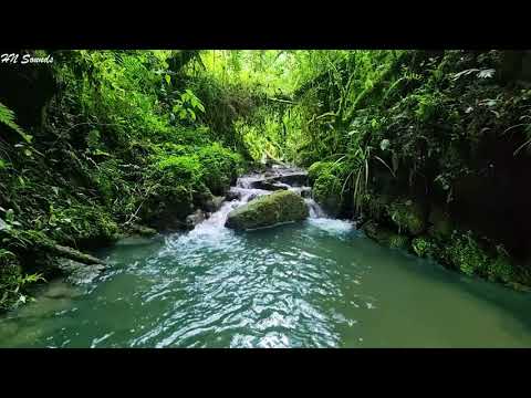 Beautiful Birdsong in the Morning with River Sound, Marvelous Forest Atmosphere ASMR