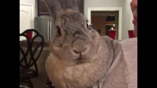 animales  conejo de boca grande