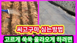 씨고구마 고르게 쑥쑥 올라오게 심는시기 방법 시고구마  싹틔우기,심기 솔림농원