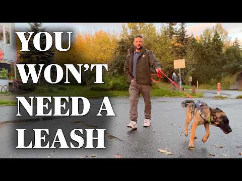 Stop Pulling! SO EFFECTIVE You Won't Need A Leash! 🤩