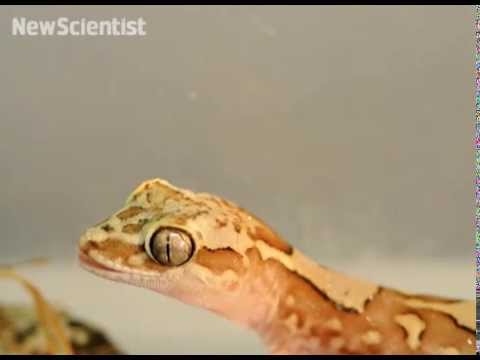 Scientists Show How Water Bounces Off Gecko Skin Like Popcorn