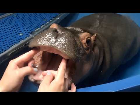 Baby Hippos First Dental Check