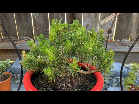 Pumilio Mugo Pine (Dwarf Mountain Pine) Light Prune To Shape - May 13, 2023