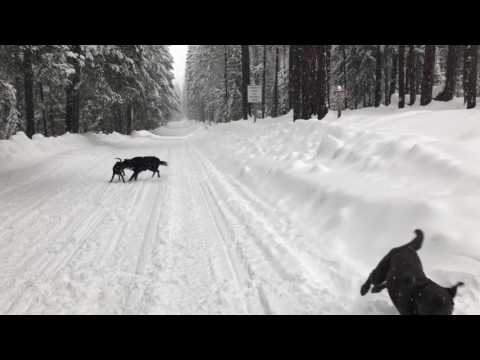 Tyra Banks- ADOPTED!, an adopted German Shepherd Dog Mix in Redmond, WA_image-1