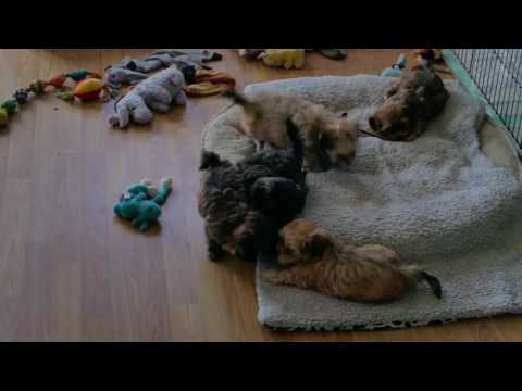 RiverHill Havanese YouTube video thumbnail 3