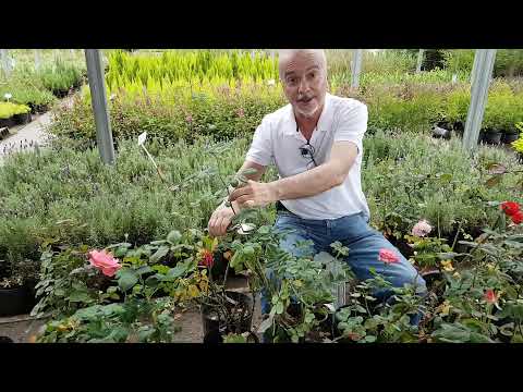 ROSES Did you know that if you cut the withered flower between the stem with 3 leaves and the ste...