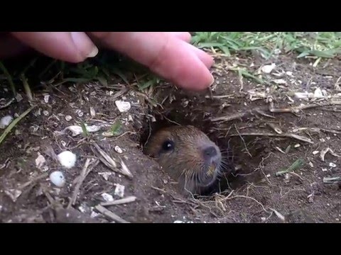Tuco-tuco de los talas (Ctenomys talarum). Canal 15, Cerro de la Gloria, Buenos Aires.
