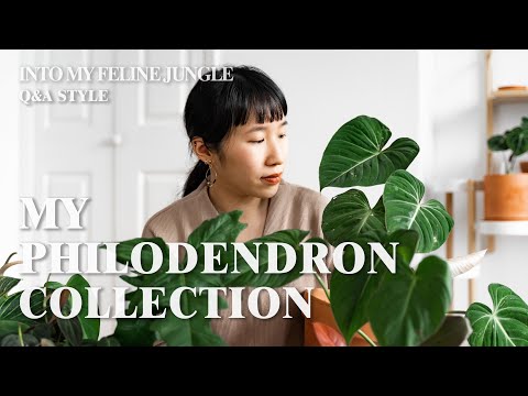 My Philodendron Collection | 25+ Rare & Common Philodendron - Plant Tour Winter 2021