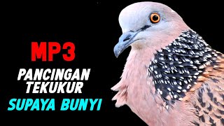 Download lagu Suara Burung Tekukur Gacor Si Arjuna Memanggil Tekukur Liar Agar Datang Mendekat mp3 Download lagu Suara Burung Tekukur Gacor Si Arjuna Memanggil Tekukur Liar Agar Datang Mendekat mp3