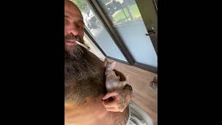 El Nuevo Gato Egipcio De Babo Cartel De Santa