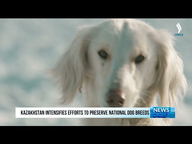 Kazakhstan establishes biomaterial and DNA bank for Tobet dog breed