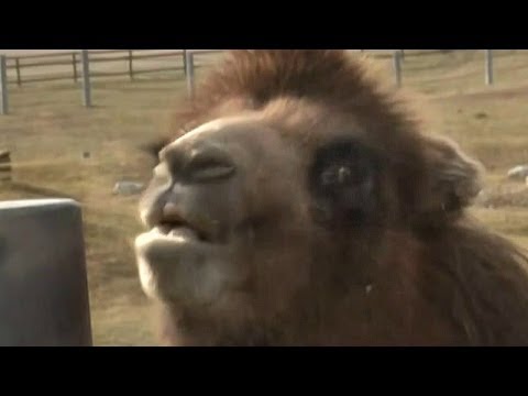 █▬█ █ ▀█▀ Tylko dla dorosłych - Kacper Ruciński - dubbing zwierzątek, odc. 9