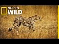 A Cheetah Takes Down A Wildebeest Deadly Game