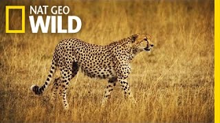 A Cheetah Takes Down a Wildebeest | Deadly Game