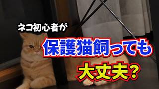ネコ初心者が保護猫を受け入れても大丈夫なのか？