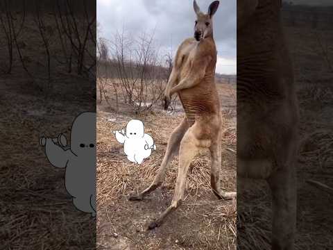 Street Fighter, But It’s a Kangaroo 💀   #shorts