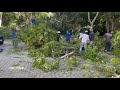 Professional Tree Cutting Branch Removal Service Fast Safe Work