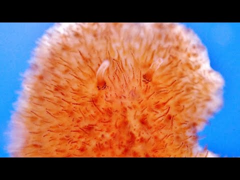 Vídeo de Hoploplana villosa