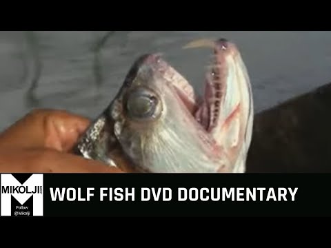 WOLF FISH DVD DOCUMENTARY