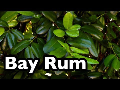 download lagu mp3 mp4 What Is Bay Rum, download lagu What Is Bay Rum gratis, unduh video klip What Is Bay Rum