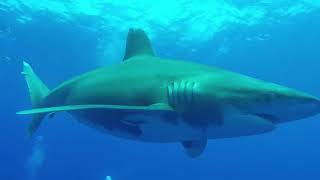 preview picture of video 'Cat Island Oceanic White Tip Dive'