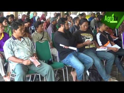 Apakah itu menjadi anggota dari bawah setelah sunat St John Wort untuk mengobati impotensi