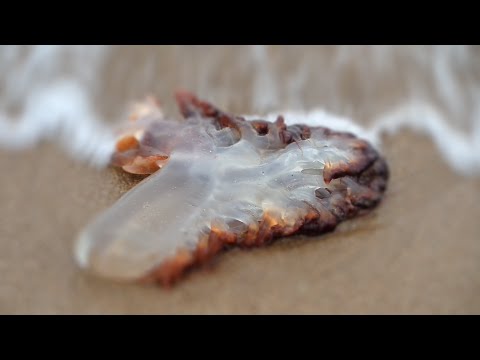 Медузы в Жёлтом море - Бэйдайхе, Китай