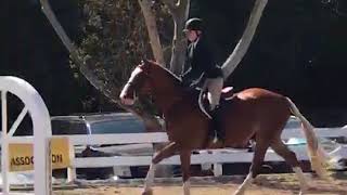 Sam I Am, Hunter/Eq Horse for Sale