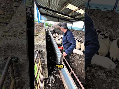 The Craziest Sheep Sorting Day Ever!