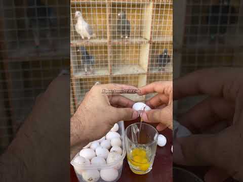 Drinking raw pigeon eggs 🥚🕊️🍳. Tell me how many eggs I ate. #pigeon #pigeons #bird