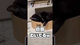 目玉ぎゅるん #shorts #猫のいる暮らし #ねこライフ #cat #猫のいる風景  #catshorts