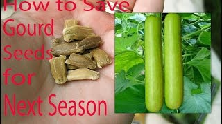 How to Save Gourd Seed for Next Season | How-2-Do It Guide Step By Step (Hindi | Urdu)