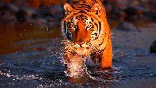 FREEDOM EXPRESS .....GET DOWN....