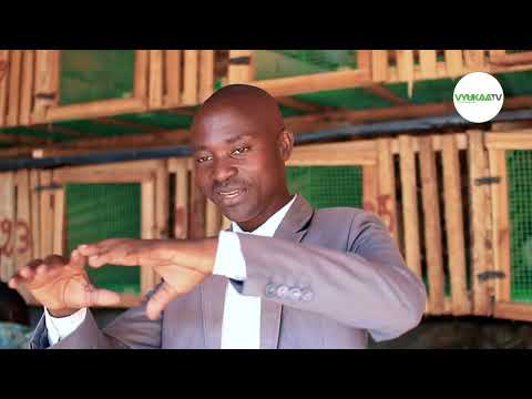 🛑UBWOROZI BWUNGUKA: Umuntu yokwisunga iki kugira akore ubworozi mu buryo bwunguka? KU GATUMBA.