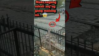 Download lagu naas anjing ketabrak kereta api #shortsreels #shortsvideoviral mp3